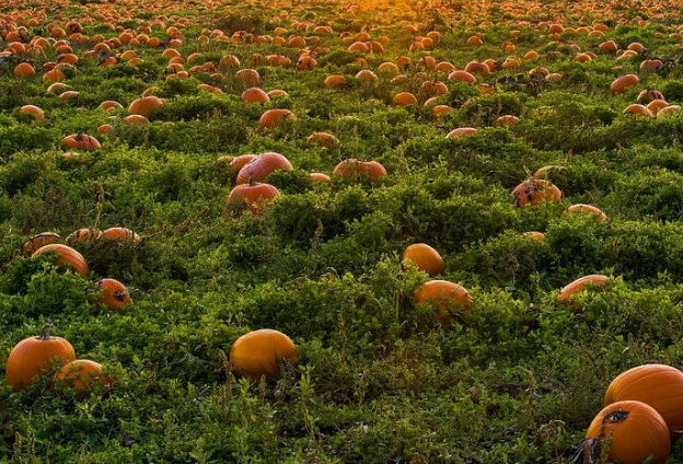 ТОП-20 Самых сладких сортов тыквы на 2023 год #53