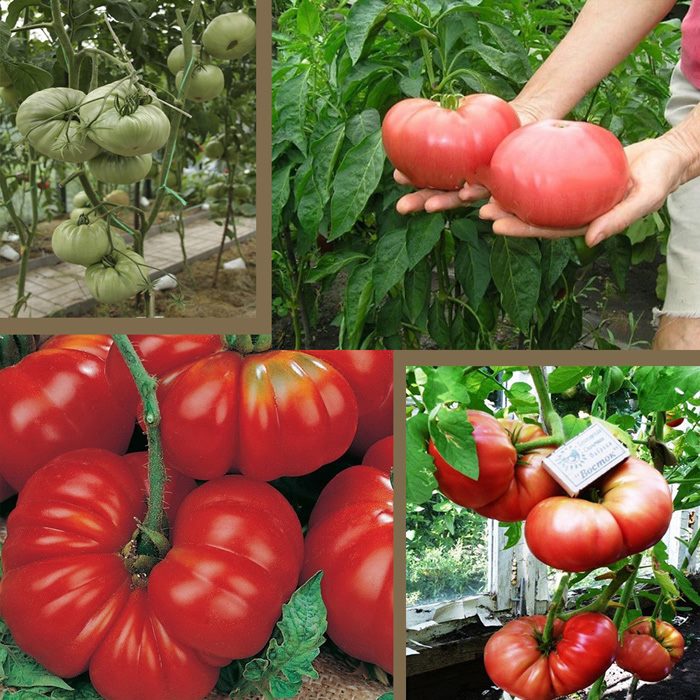 ТОП-55 лучших сортов томатов 2023 (для теплиц и открытого грунта) #51