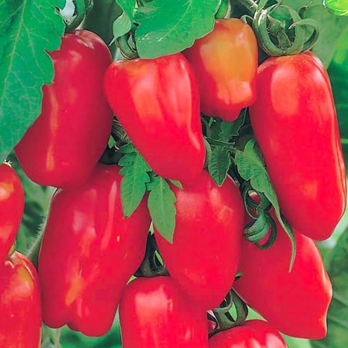 ТОП-55 лучших сортов томатов 2023 (для теплиц и открытого грунта) #58