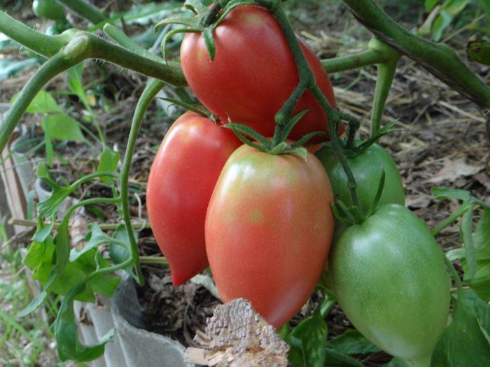 ТОП-55 лучших сортов томатов 2023 (для теплиц и открытого грунта) #52