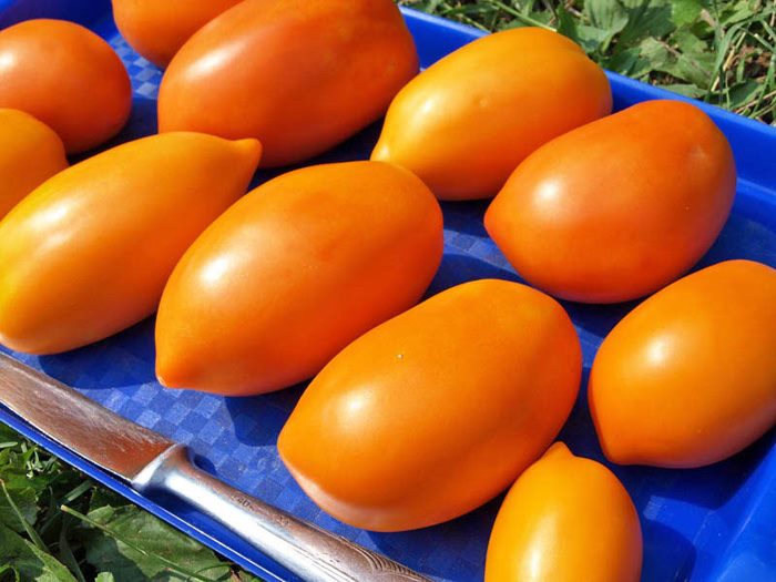 ТОП-55 лучших сортов томатов 2023 (для теплиц и открытого грунта) #53