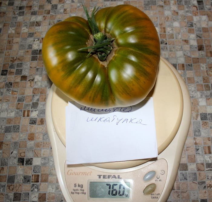 ТОП-55 лучших сортов томатов 2023 (для теплиц и открытого грунта) #60