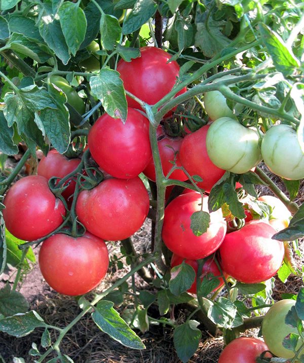 ТОП-55 лучших сортов томатов 2023 (для теплиц и открытого грунта) #57
