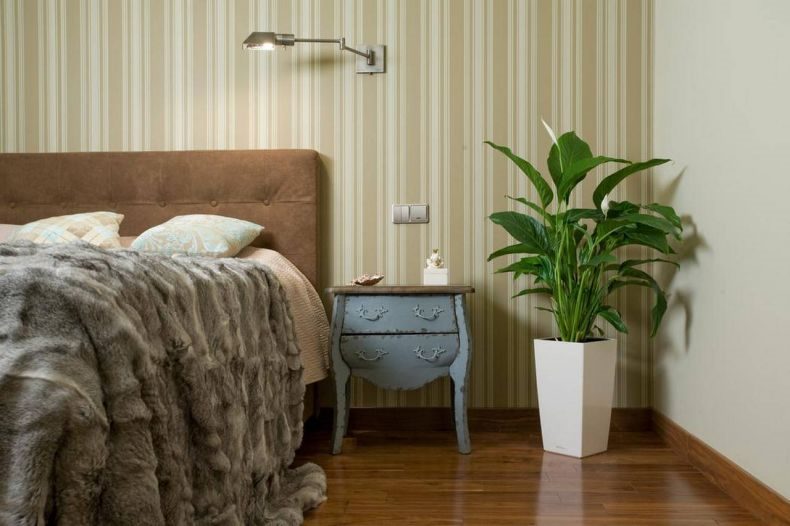 ТОП-35 Самые полезных комнатных растений для квартиры в горшках #2