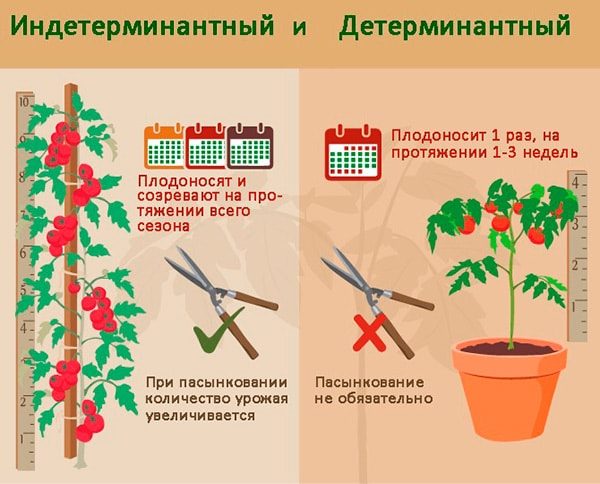 ТОП-25 лучших детерминантных сортов томатов (рейтинг на 2023 год) #1