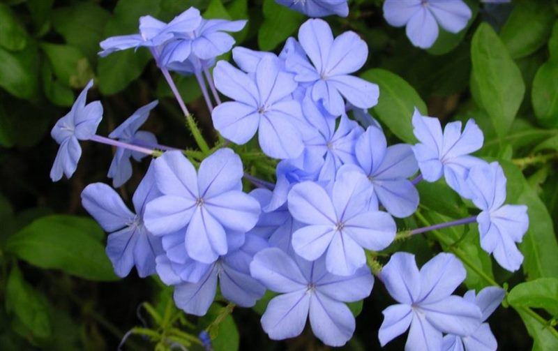 ТОП-70 красивых растений с синими цветами (+фото и названия) #12