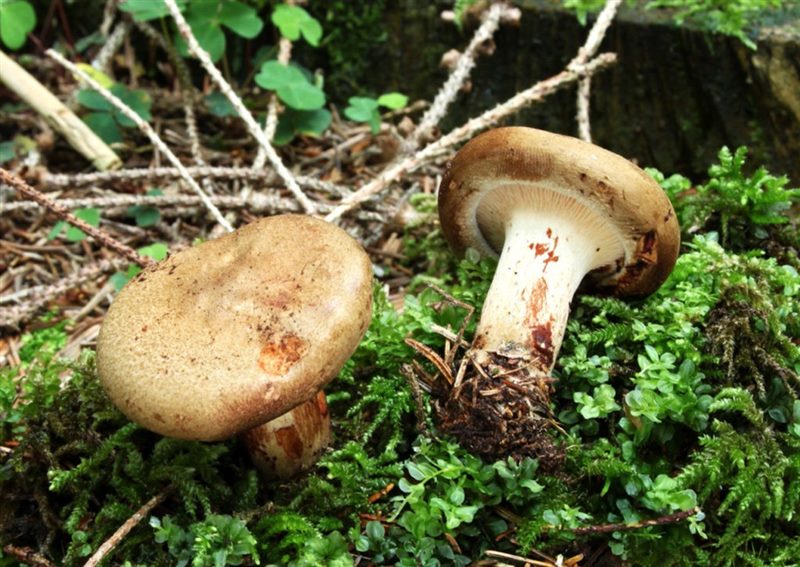 Съедобные и несъедобные грибы: ТОП-60 видов грибов с описанием #55