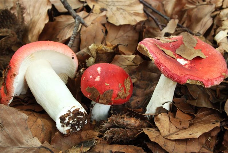 Съедобные и несъедобные грибы: ТОП-60 видов грибов с описанием #51