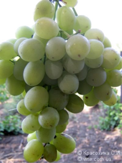 ТОП-33 Самых вкусных сортов винограда 2023 (+фото и описание) #23