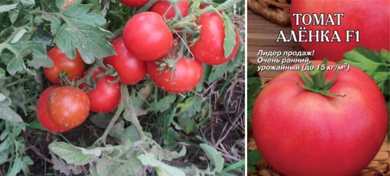 ТОП-55 лучших сортов томатов 2023 (для теплиц и открытого грунта) #7