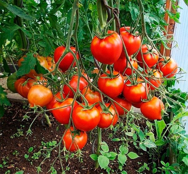 ТОП-25 лучших детерминантных сортов томатов (рейтинг на 2023 год) #19