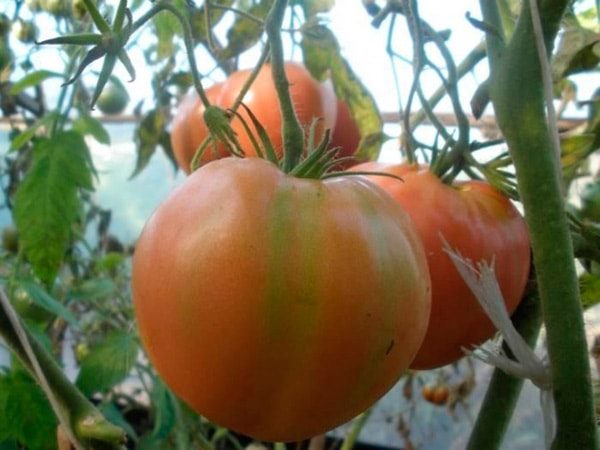 ТОП-25 лучших детерминантных сортов томатов (рейтинг на 2023 год) #13