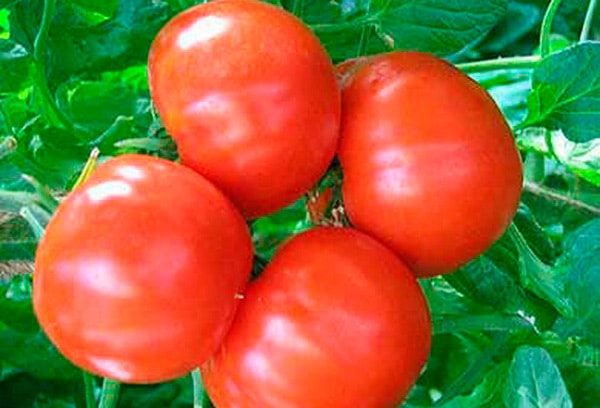 ТОП-25 лучших детерминантных сортов томатов (рейтинг на 2023 год) #33
