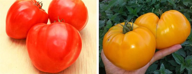 ТОП-55 лучших сортов томатов 2023 (для теплиц и открытого грунта) #4