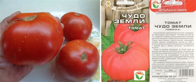 ТОП-55 лучших сортов томатов 2023 (для теплиц и открытого грунта) #12