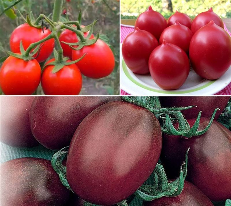 ТОП-55 лучших сортов томатов 2023 (для теплиц и открытого грунта) #1