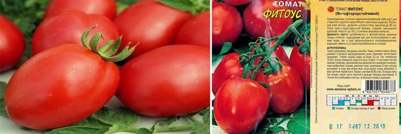 ТОП-55 лучших сортов томатов 2023 (для теплиц и открытого грунта) #34