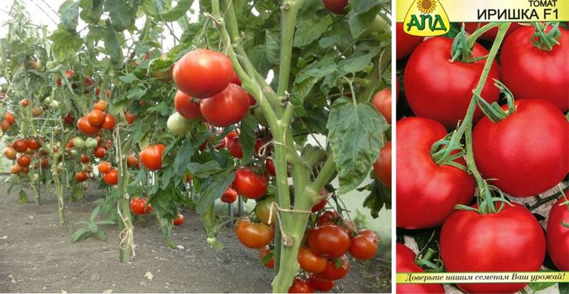 ТОП-55 лучших сортов томатов 2023 (для теплиц и открытого грунта) #10