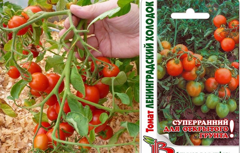 ТОП-55 лучших сортов томатов 2023 (для теплиц и открытого грунта) #42