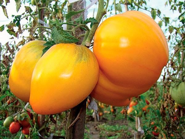 ТОП-25 лучших детерминантных сортов томатов (рейтинг на 2023 год) #17