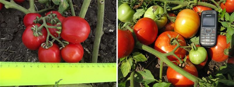 ТОП-55 лучших сортов томатов 2023 (для теплиц и открытого грунта) #45