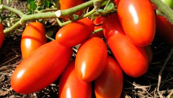 ТОП-25 лучших детерминантных сортов томатов (рейтинг на 2023 год) #31