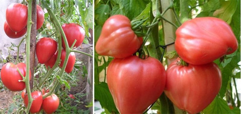 ТОП-55 лучших сортов томатов 2023 (для теплиц и открытого грунта) #6