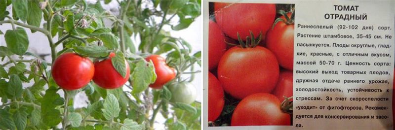 ТОП-55 лучших сортов томатов 2023 (для теплиц и открытого грунта) #33