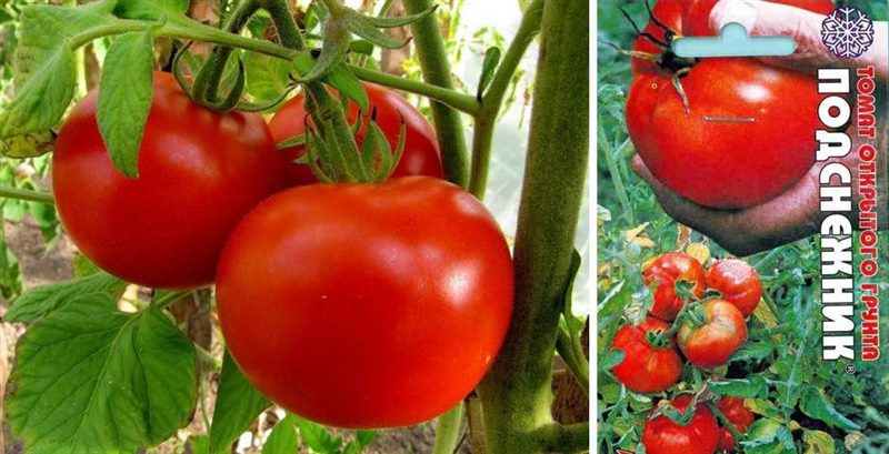 ТОП-55 лучших сортов томатов 2023 (для теплиц и открытого грунта) #44