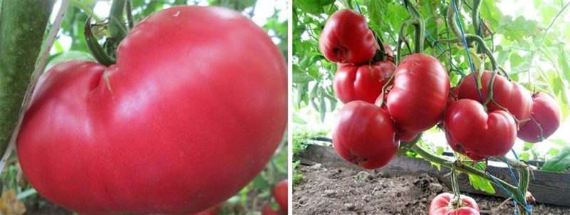 ТОП-55 лучших сортов томатов 2023 (для теплиц и открытого грунта) #5