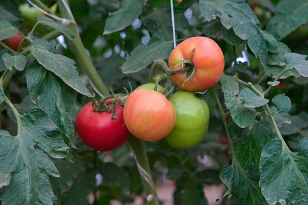 ТОП-25 лучших детерминантных сортов томатов (рейтинг на 2023 год) #22