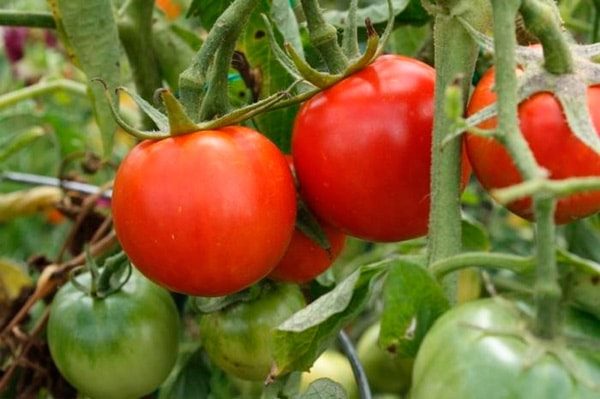 ТОП-25 лучших детерминантных сортов томатов (рейтинг на 2023 год) #29