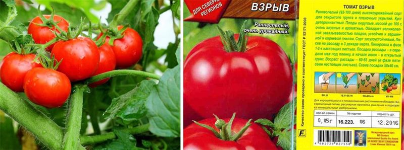 ТОП-55 лучших сортов томатов 2023 (для теплиц и открытого грунта) #30
