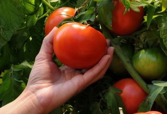 Чем подкормить томаты: ТОП-33 лучших удобрений для отличного урожая(для теплицы и открытого грунта) #36