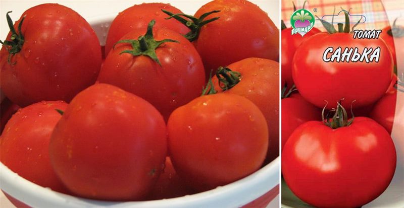 ТОП-55 лучших сортов томатов 2023 (для теплиц и открытого грунта) #37