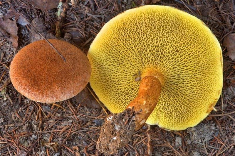 Съедобные и несъедобные грибы: ТОП-60 видов грибов с описанием #30