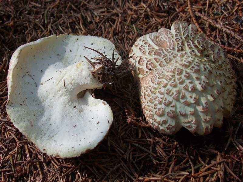 Съедобные и несъедобные грибы: ТОП-60 видов грибов с описанием #22
