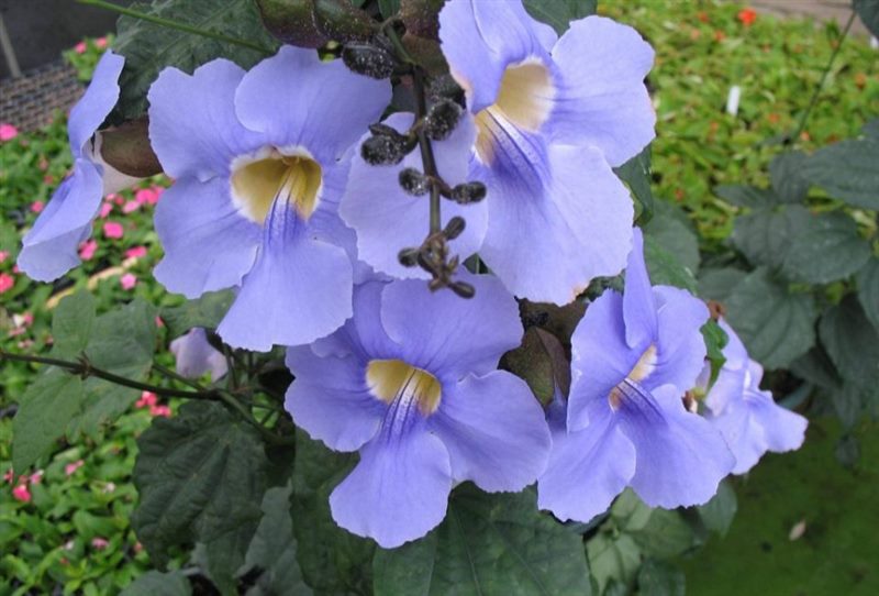 ТОП-70 красивых растений с синими цветами (+фото и названия) #9
