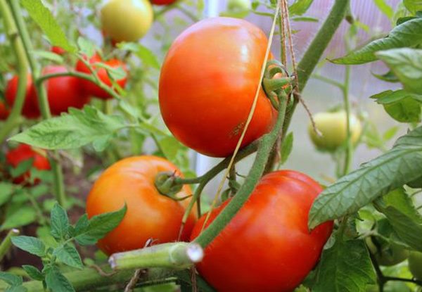ТОП-25 лучших детерминантных сортов томатов (рейтинг на 2023 год) #11