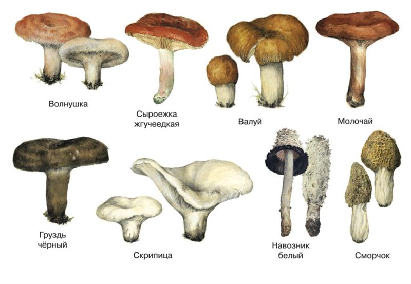 Съедобные и несъедобные грибы: ТОП-60 видов грибов с описанием #33