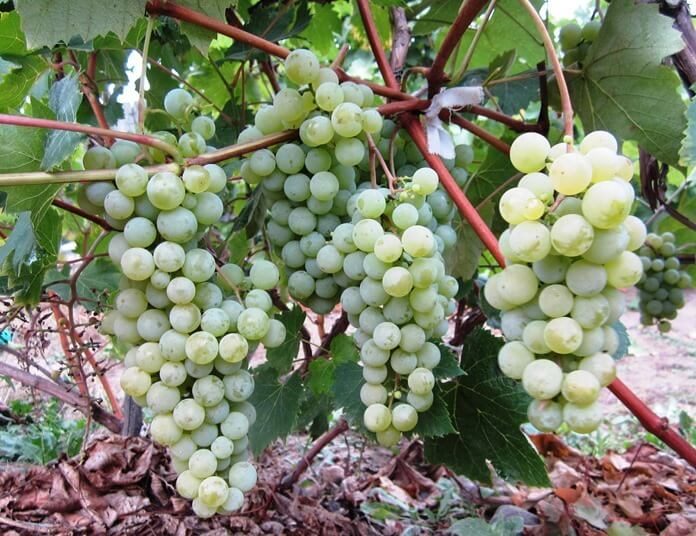 ТОП-33 Самых вкусных сортов винограда 2023 (+фото и описание) #4