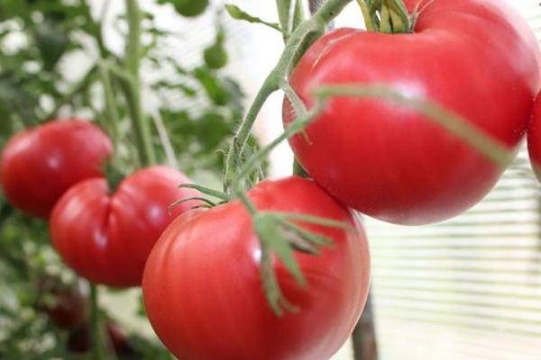 ТОП-55 лучших сортов томатов 2023 (для теплиц и открытого грунта) #55