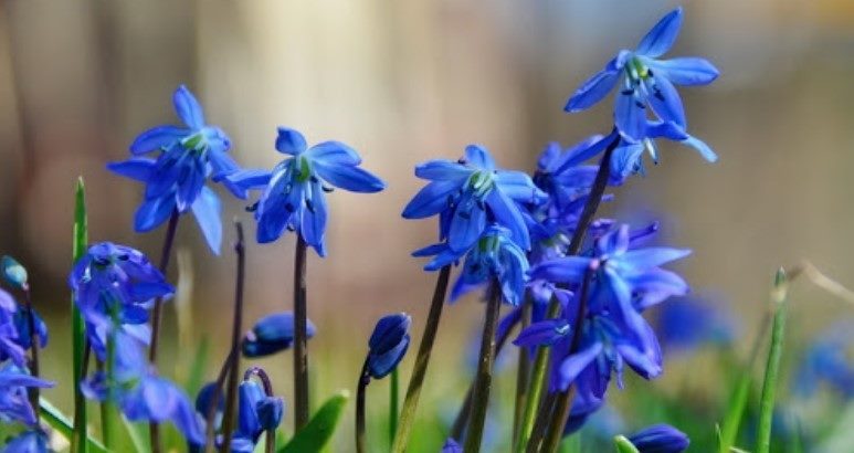 ТОП-70 красивых растений с синими цветами (+фото и названия) #48