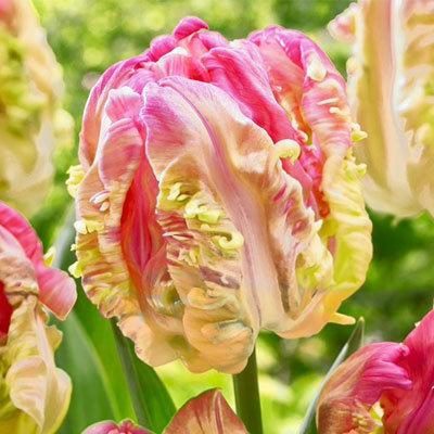 ТОП-33 видов и сортов тюльпанов (85+ фото с описанием) #19