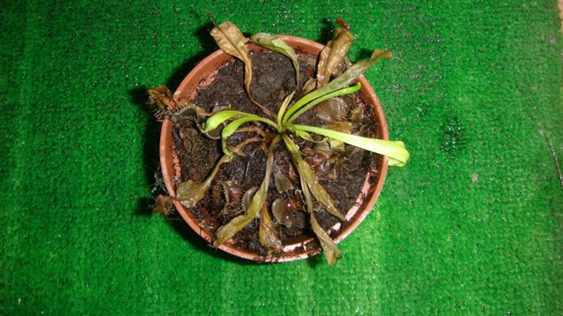 Венерина мухоловка (Дионея): 95+ фото видов (уход и выращивание дома) #12