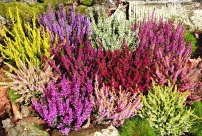 ТОП-50 Лучших осенних цветов для сада (фото и названия) #24