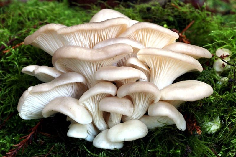 Съедобные и несъедобные грибы: ТОП-60 видов грибов с описанием #9