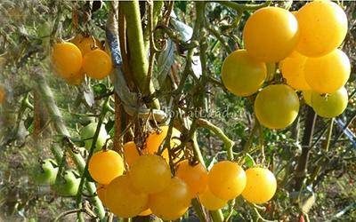 ТОП-55 лучших сортов томатов 2023 (для теплиц и открытого грунта) #75