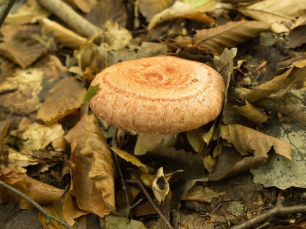 Съедобные и несъедобные грибы: ТОП-60 видов грибов с описанием #10