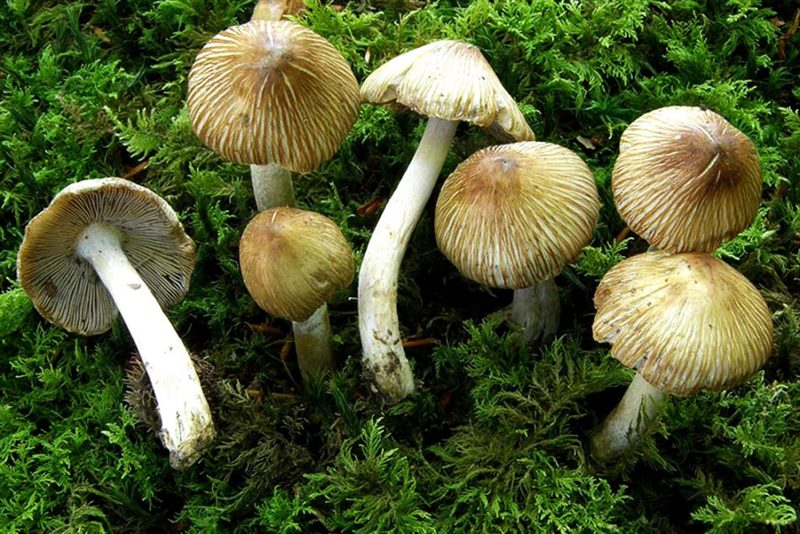 Съедобные и несъедобные грибы: ТОП-60 видов грибов с описанием #54